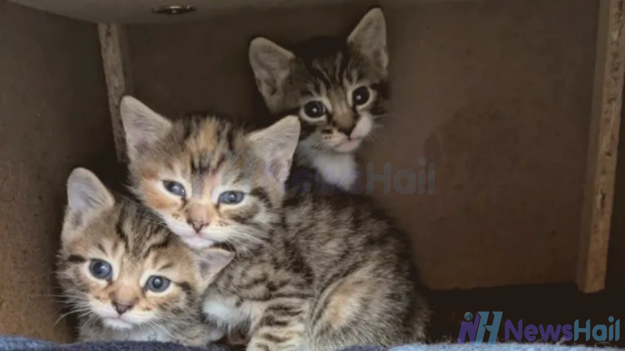 "  Cat Owners Urged to Neuter Pets as Shelters Fill with Unwanted Kittens